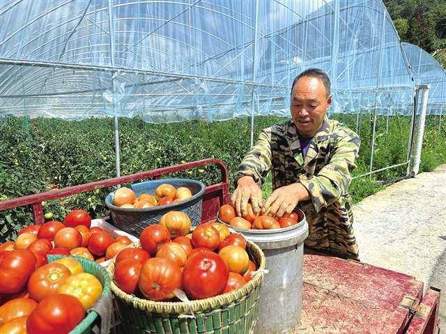 重慶加大投資助推武隆果蔬產業發展:投資發展